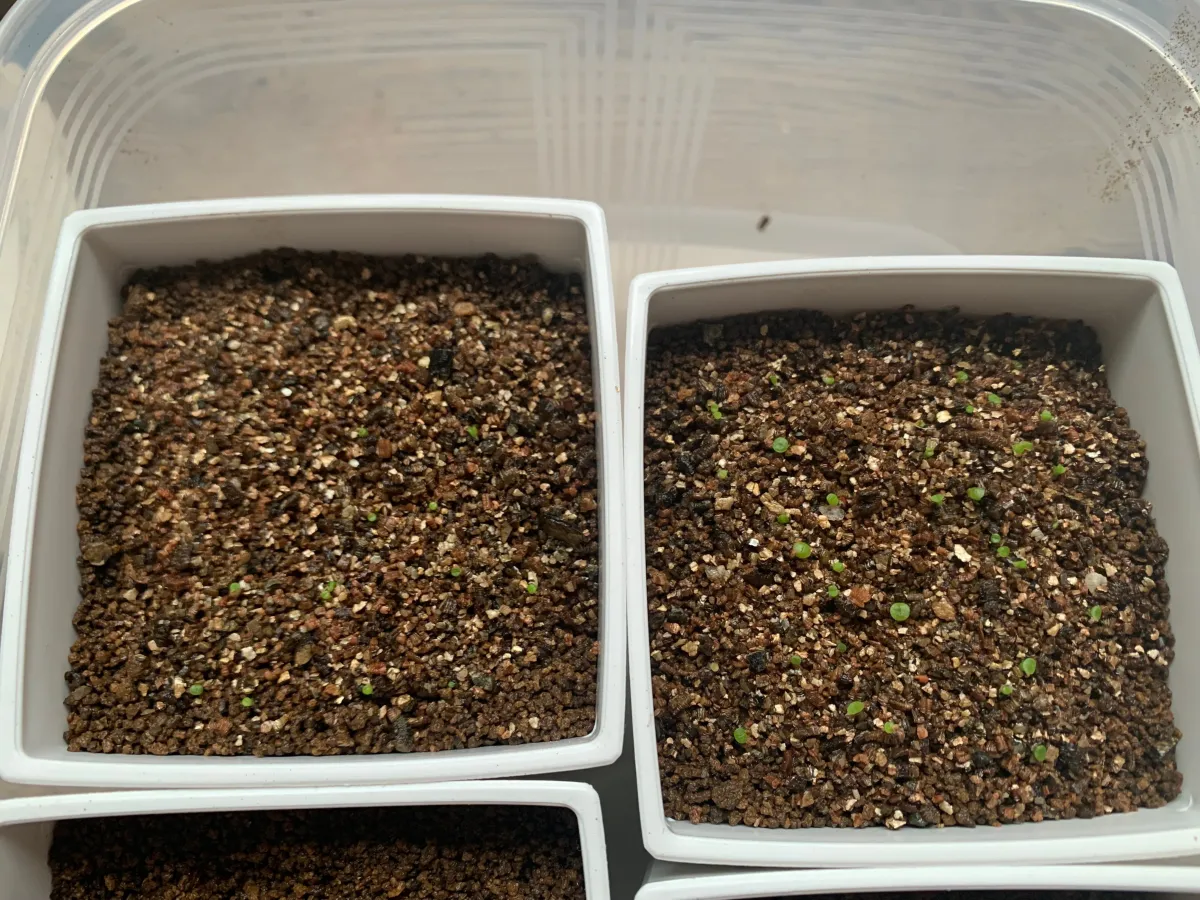 Lithops Mix (リトープス ミックス)