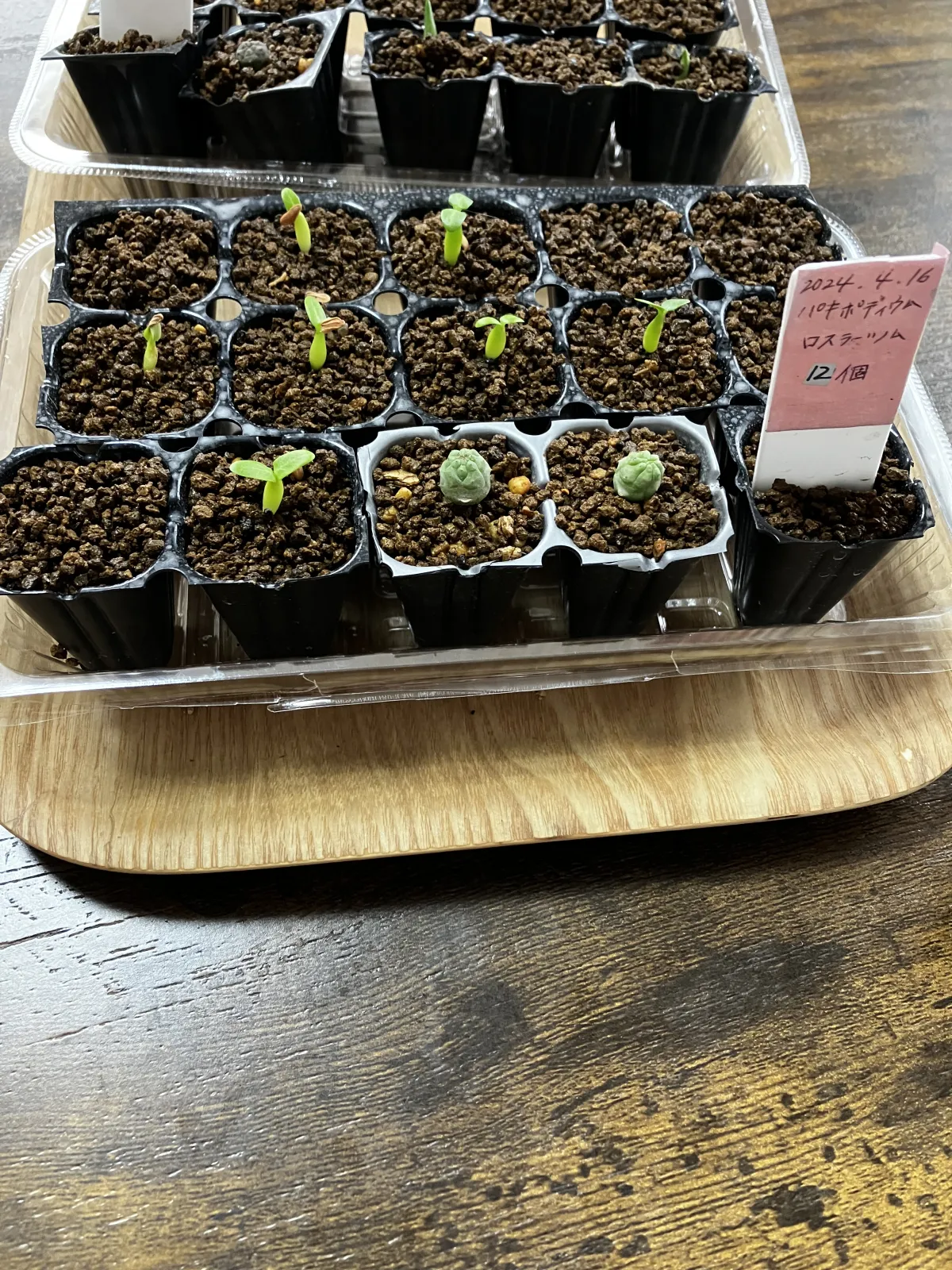 Pachypodium rosulatum (パキポディウム ロスラーツム)