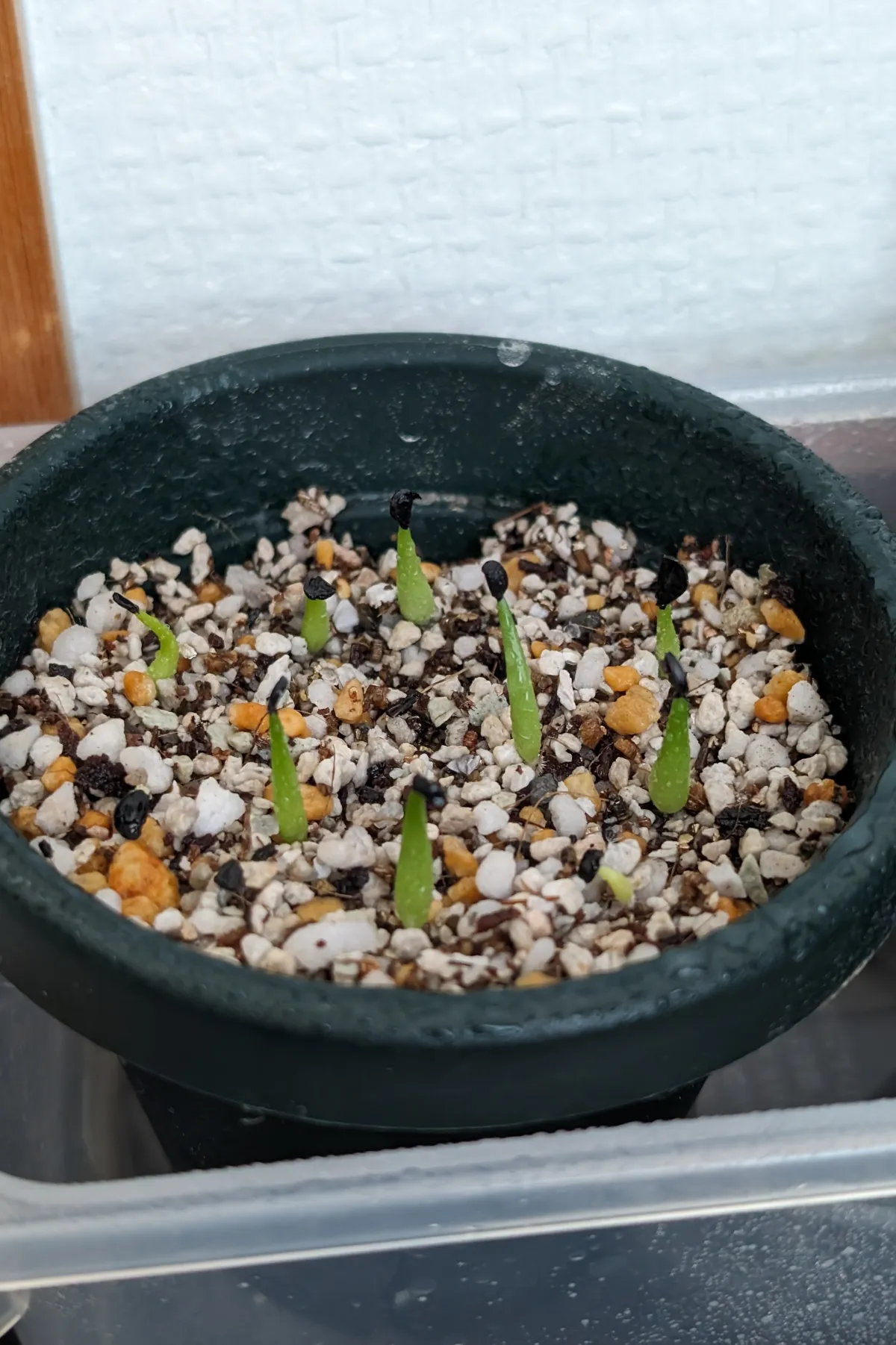 Agave victoriae-reginae (アガベ ビクトリアレジーナエ 笹の雪)