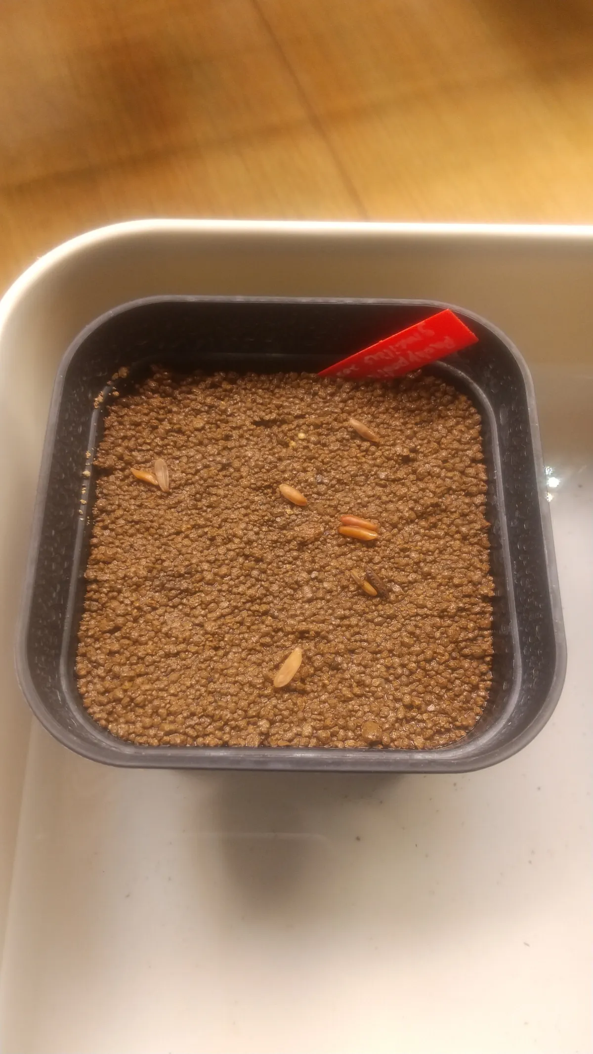 [無料種子] 発芽難 パキポディウム グラキリス　 Pachypodium rosulatum var. gracilius