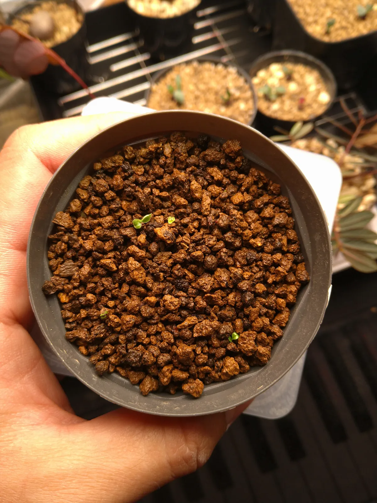 Philodendron lentii (フィロデンドロン レンティ)