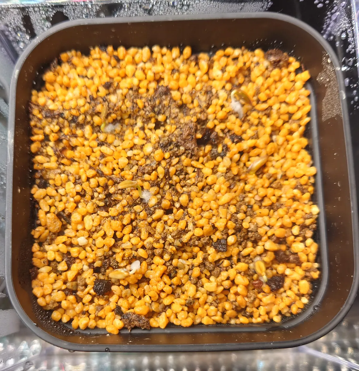 Fouquieria purpusii (フォークイエリア プルプシー)