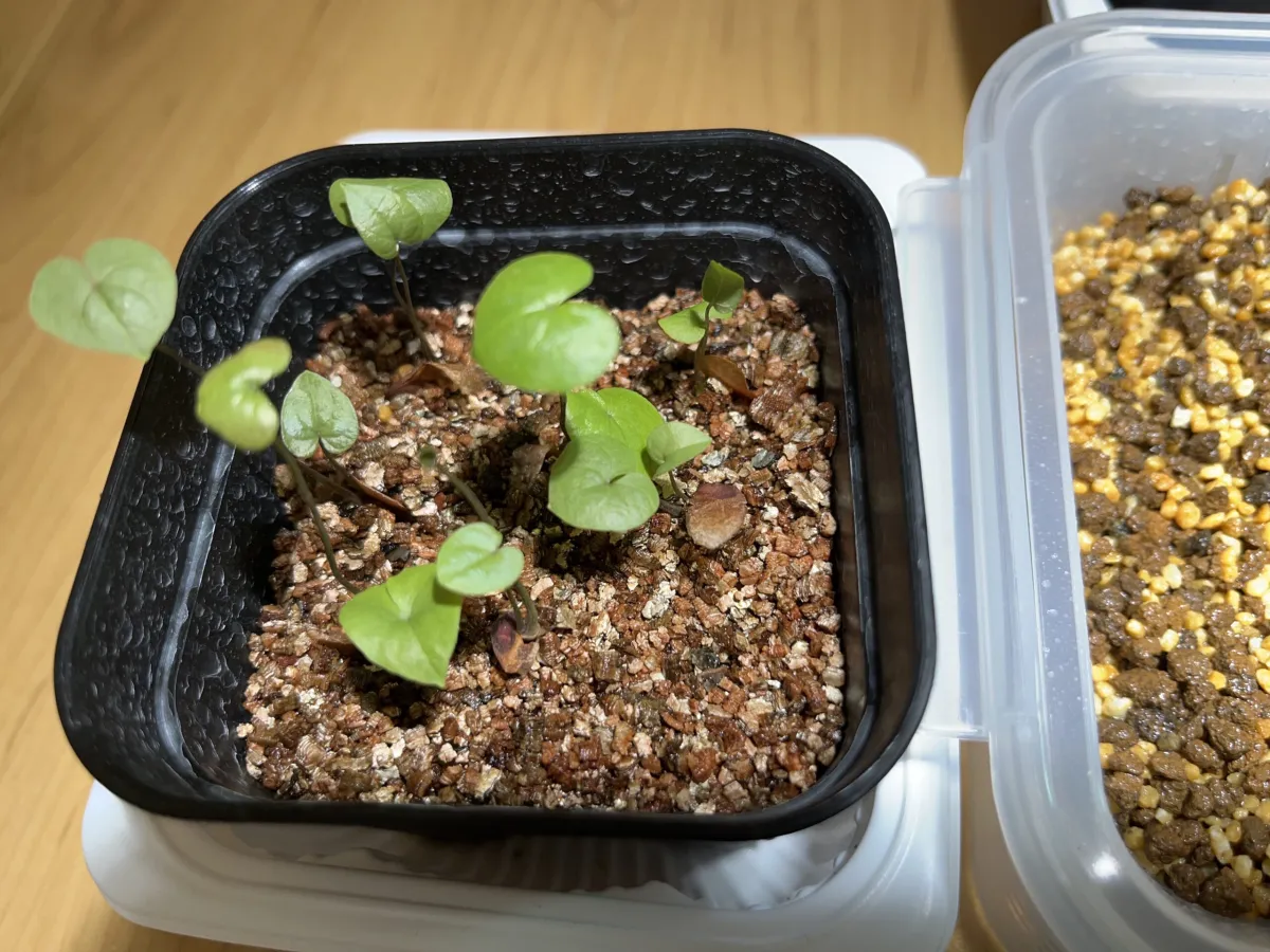 Dioscorea elephantipes (ディオスコレア エレファンティペス アフリカ亀甲竜)