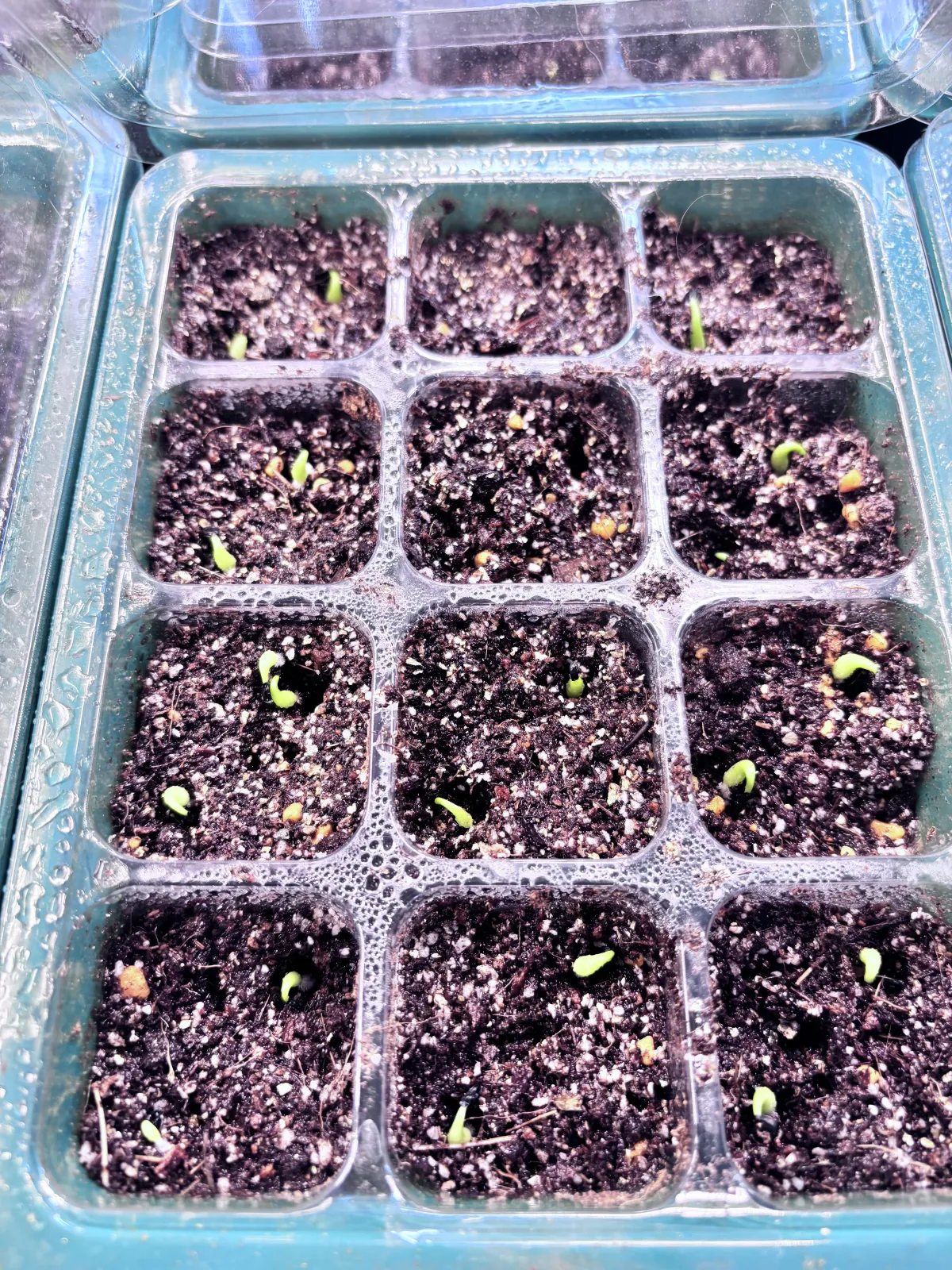 Agave oteroi (アガベ オテロイ)