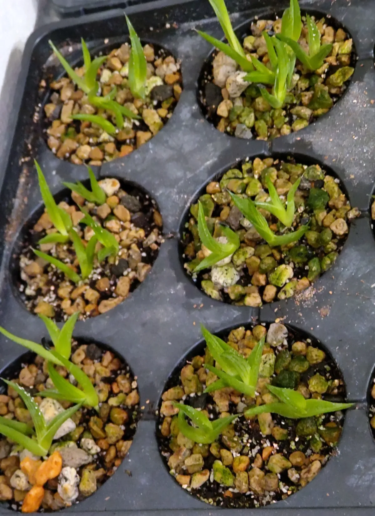 Agave difformis 'Azul' (アガベ ディフォルミス アズール)