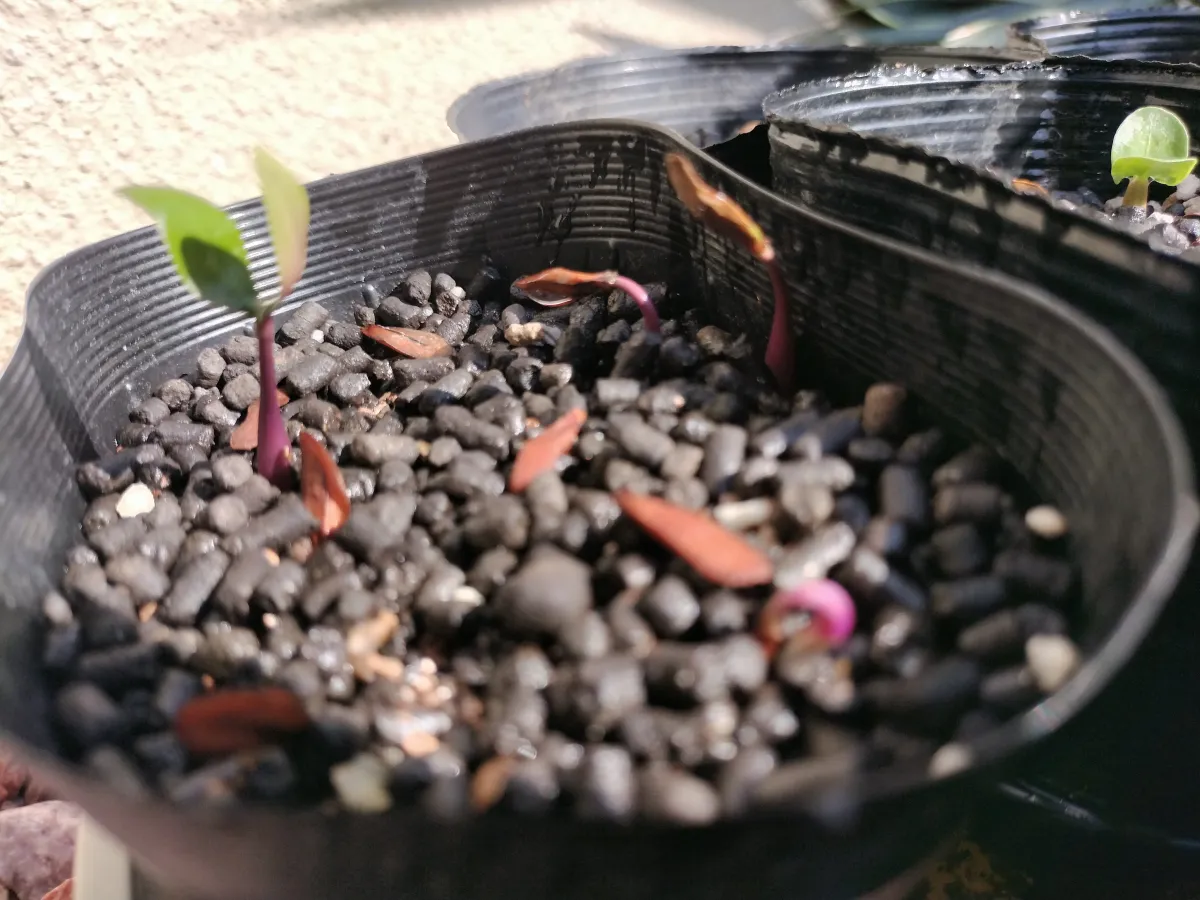 Petopentia natalensis (ペトペンチア ナタレンシス)