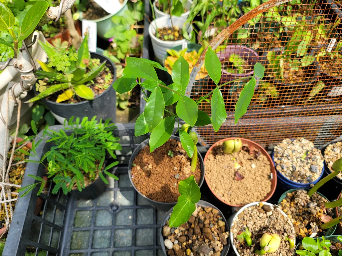 Afzelia quanzensis (アフゼリア クアンゼンシス)