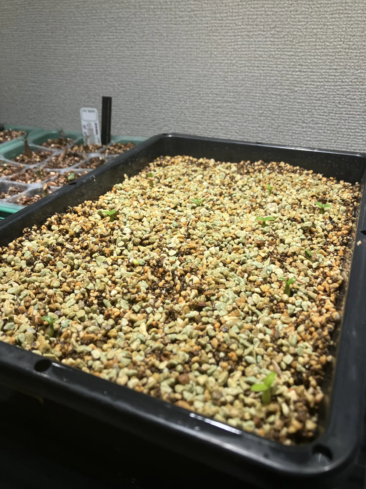 Pachypodium horombense (パキポディウム ホロンベンセ)