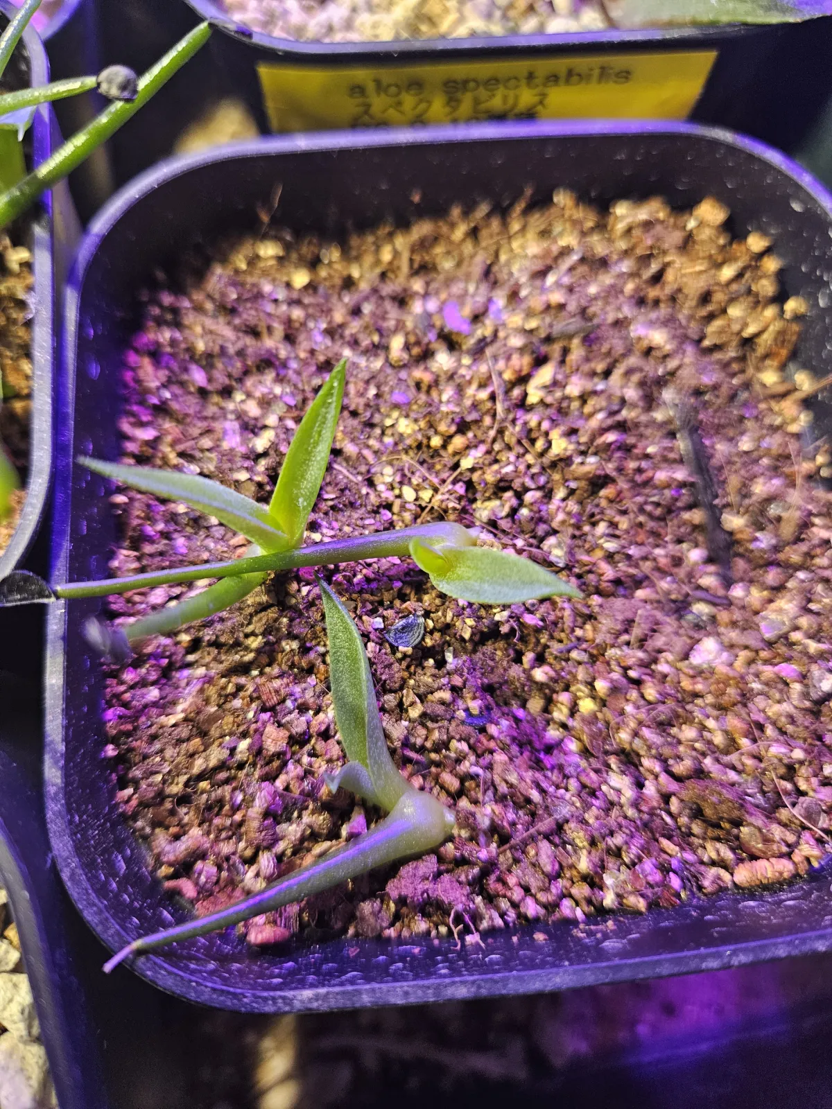 Agave salomonii 'Magnifica' (アガベ サロモニー)