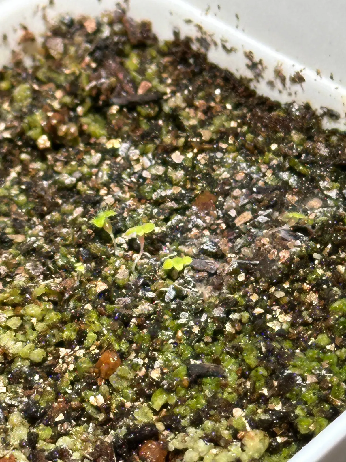 Sinningia leucotricha (シンニンギア レウコトリカ 断崖の女王)