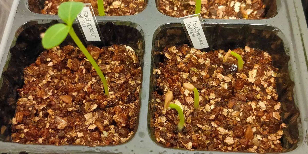 Pachypodium baronii (パキポディウム バロニー)