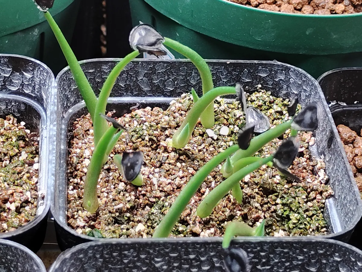 Agave salmiana var. ferox (アガベ フェロックス)