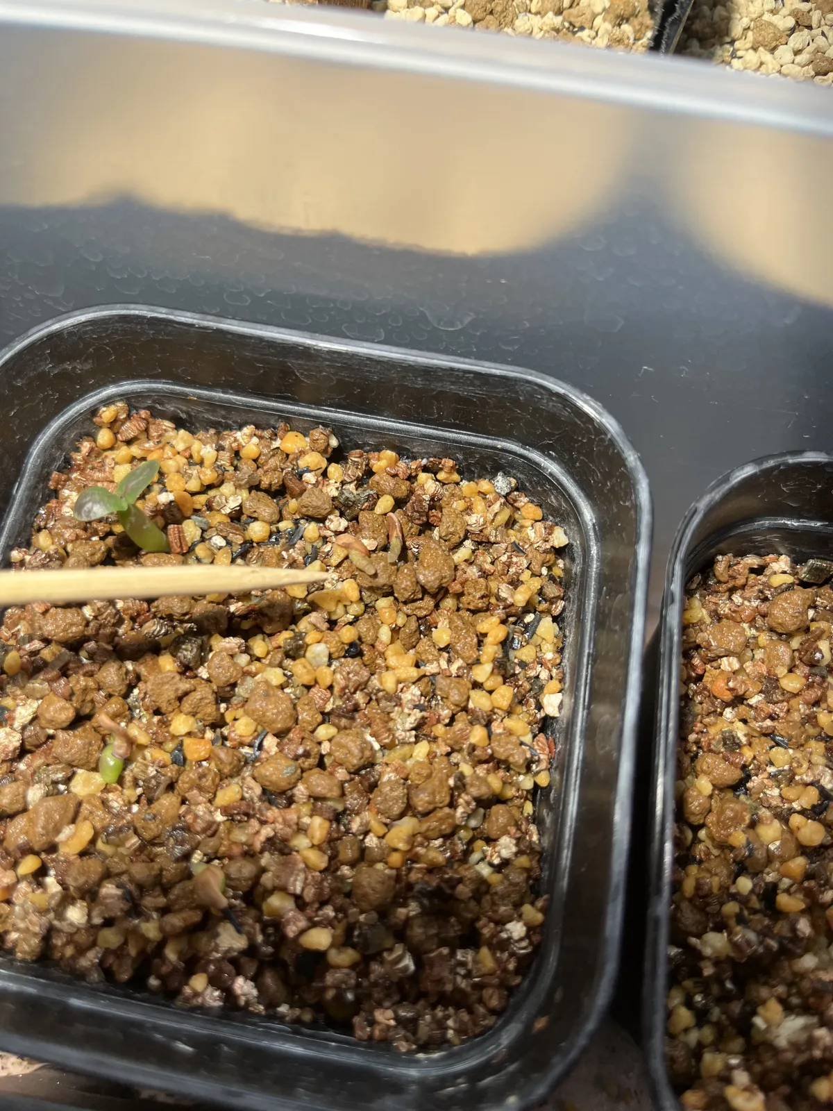 Pachypodium rosulatum var. inopinatum (パキポディウム イノピナツム)