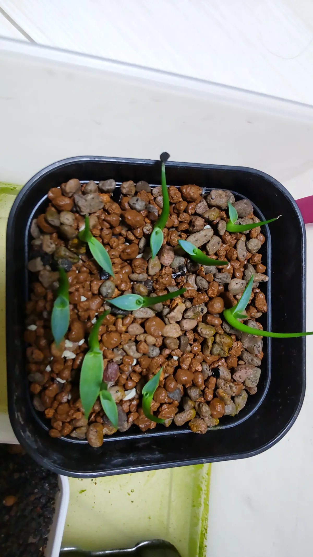 Agave utahensis var. eborispina 'Hayford' (アガベ エボリスピナ ヘイフォード)