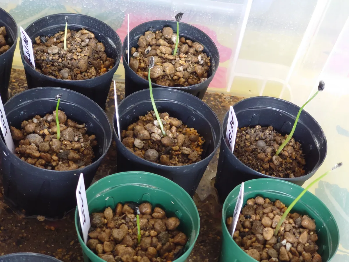 Agave seemanniana (アガベ シーマニアナ)