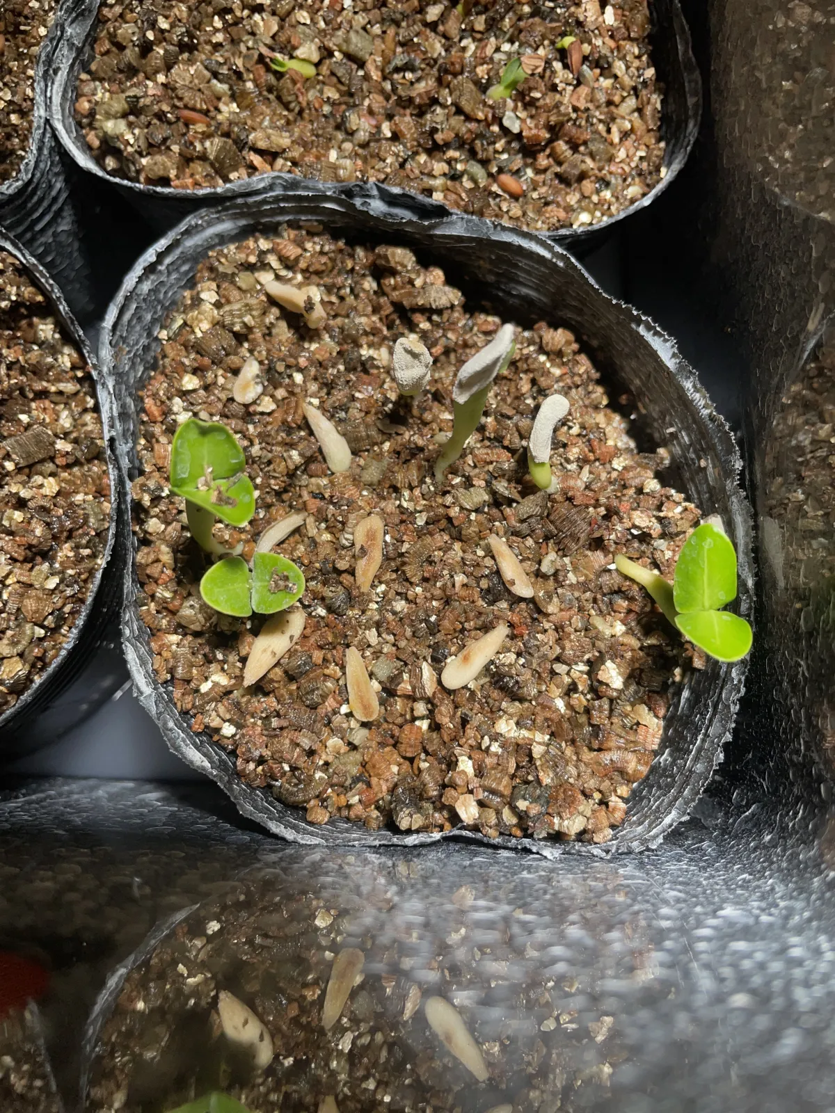 Pachypodium lamerei (パキポディウム ラメレイ 夢叶棒)