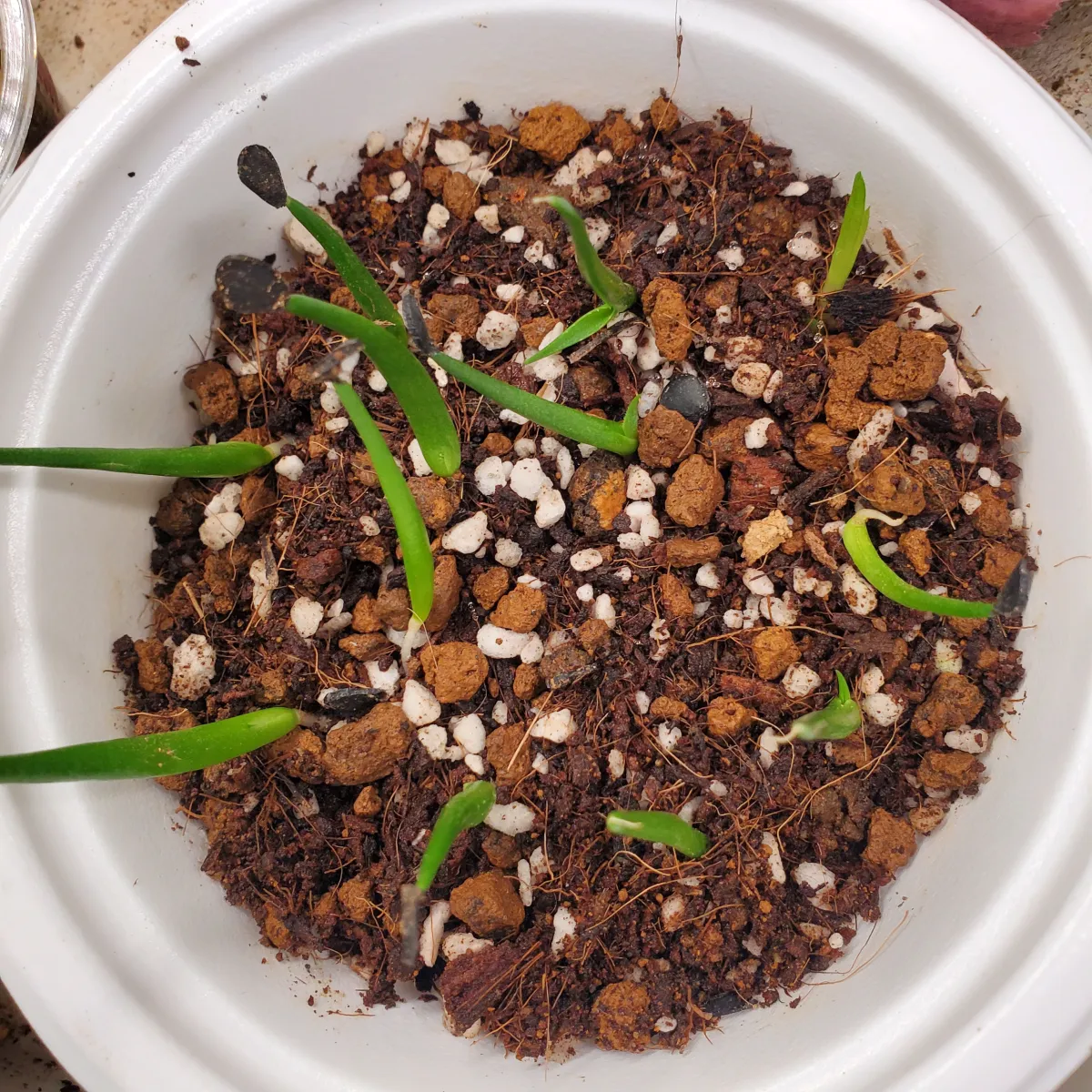 Agave americana var. franzosinii (アガベ フランゾシニー)