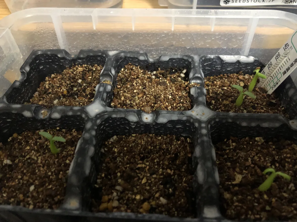 Pachypodium rosulatum var. eburneum (パキポディウム エブレネウム)