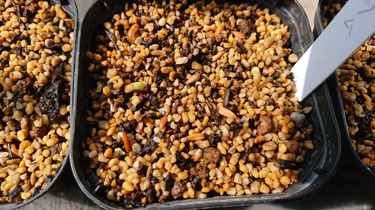 Pachypodium rosulatum ssp. rosulatum (パキポディウム ロスラーツム)