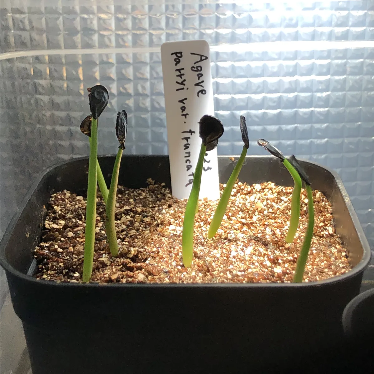 Agave parryi var. truncata (アガベ パリー トランカータ)