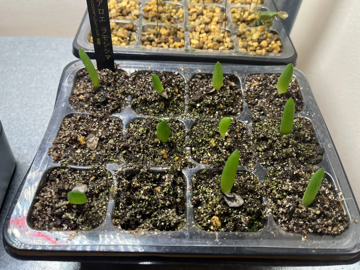 Aloe ramosissima (アロエ ラモシシマ)