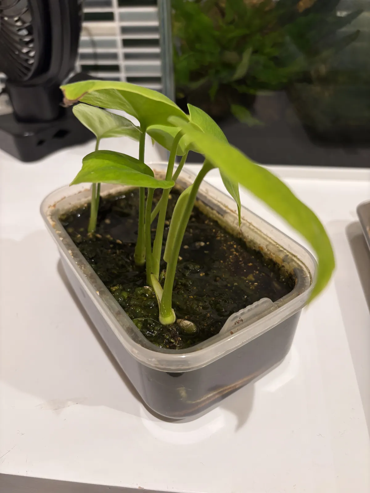 コーデックスミックス種子B（アデニウム入り） 福袋 4000円