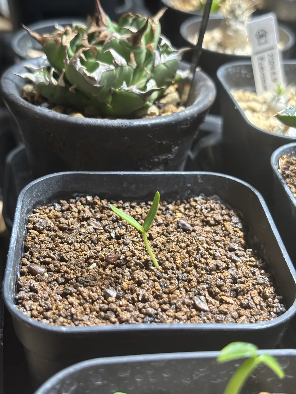 Senna meridionalis (センナ メリディオナリス)