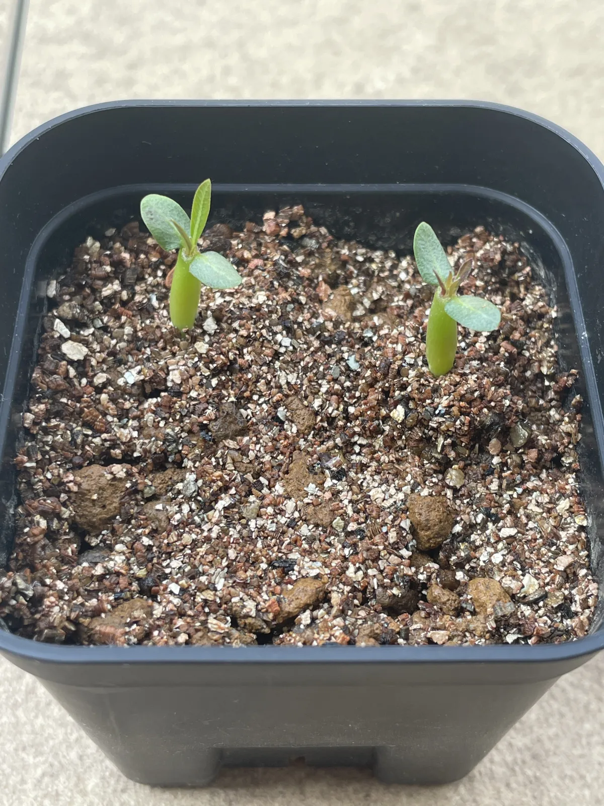 Pachypodium rosulatum var. inopinatum (パキポディウム イノピナツム)