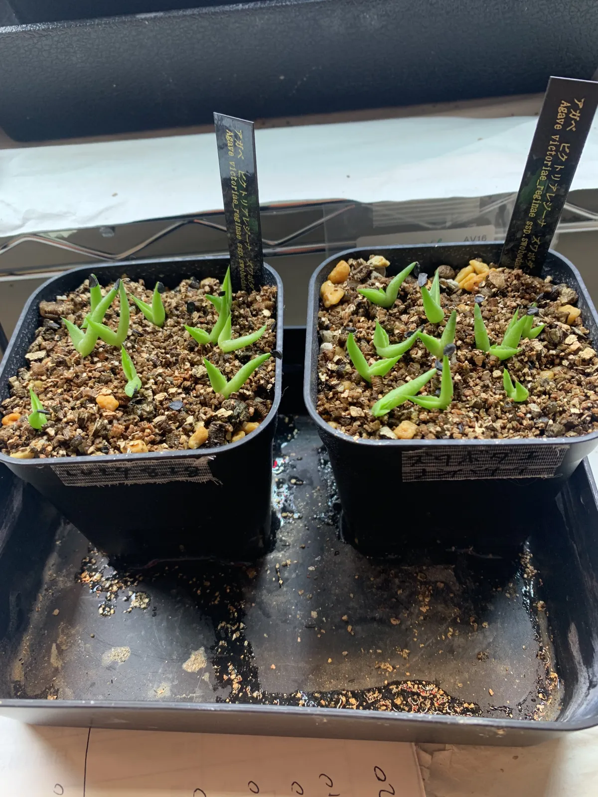 Agave victoriae-reginae ssp. swobodae swobodae (アガベ ビクトリアレジーナ スワボダエ)