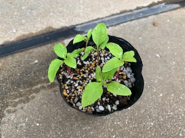 Phytolacca dioica (フィトラッカ ディオイカ)