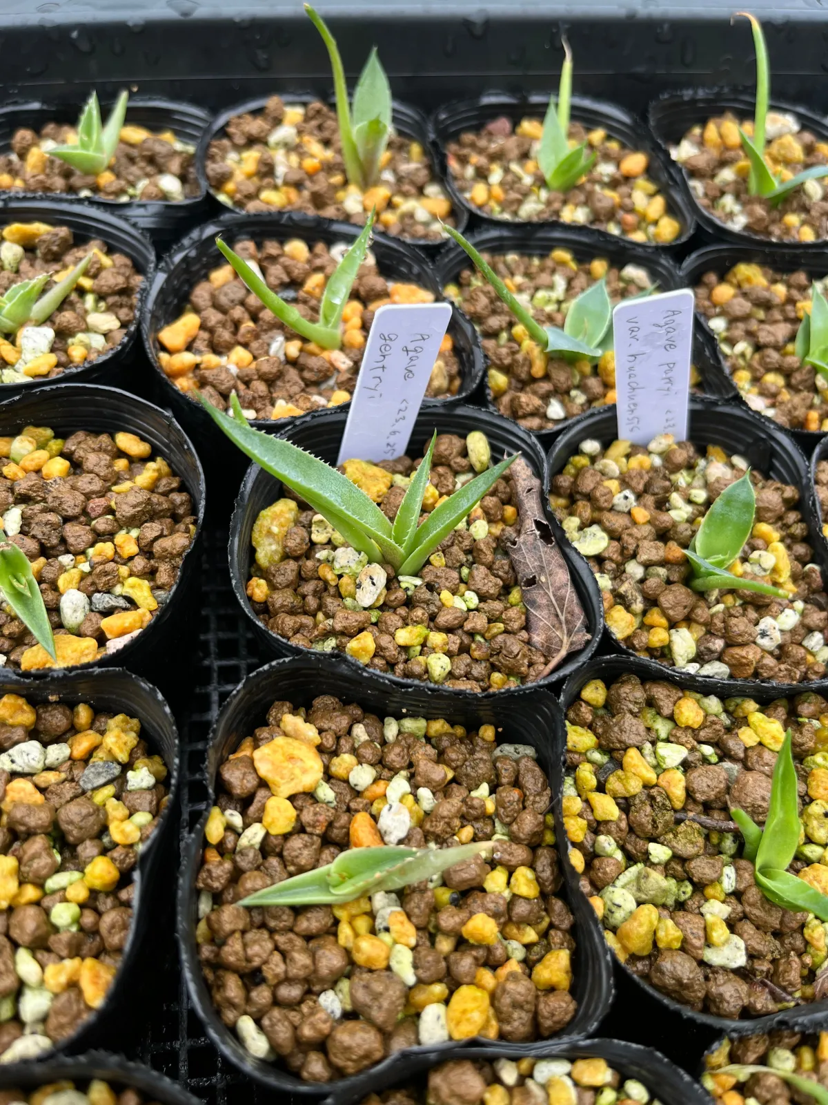 Agave gentryi (アガベ ジェントリー)