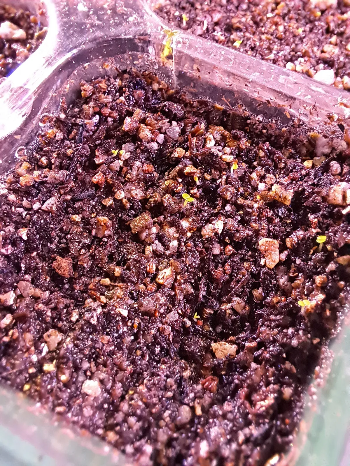 Echeveria subrigida (エケベリア サブリギダ)