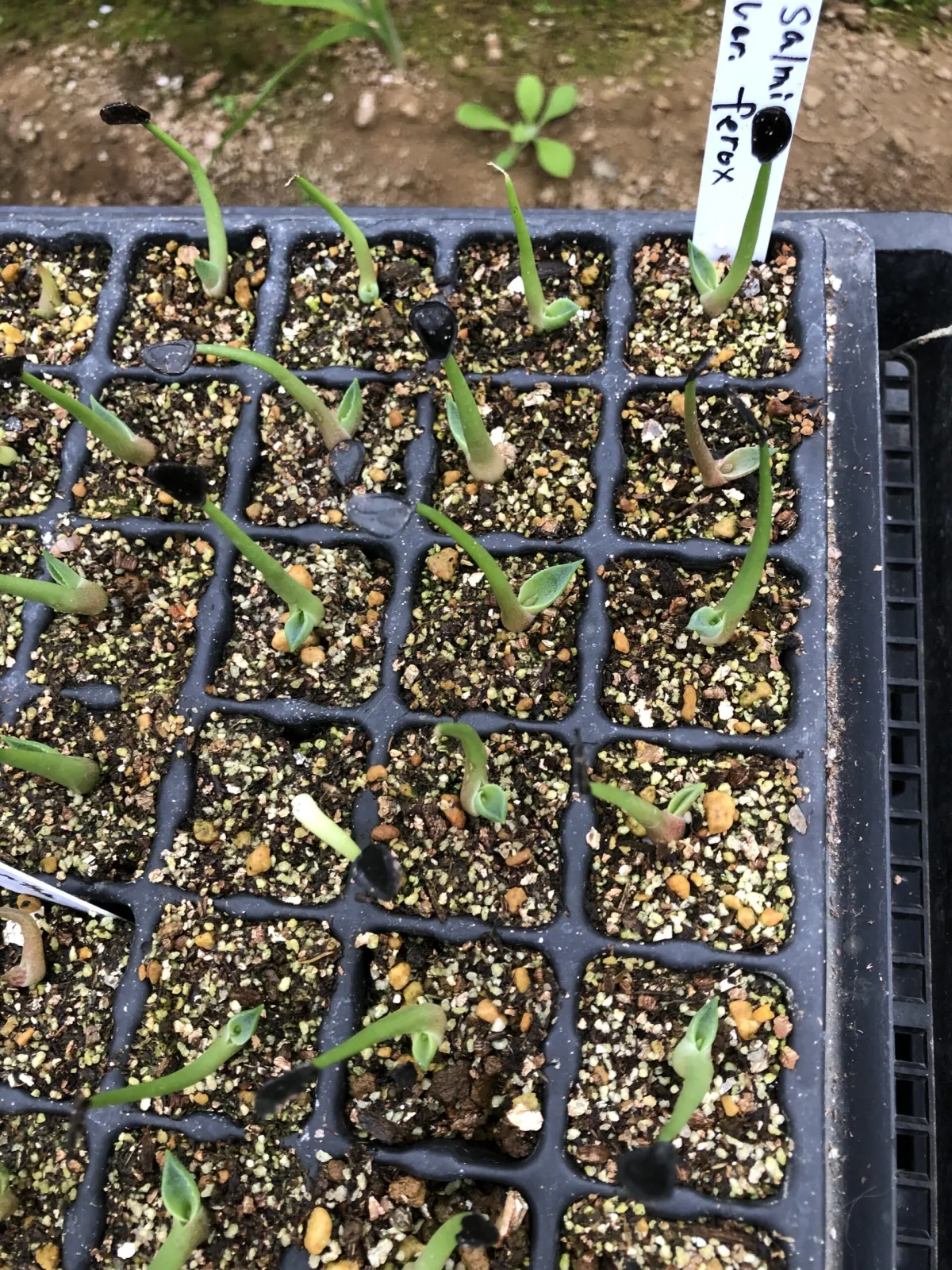 Agave salmiana var. ferox (アガベ フェロックス)