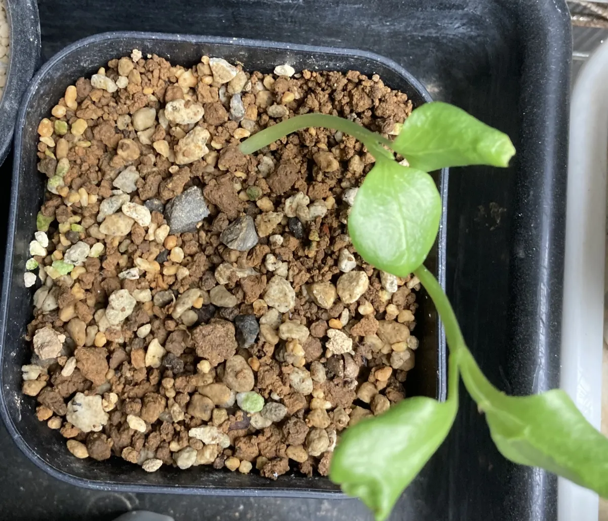 Cyphostemma juttae (キフォステンマ ユッタエ)