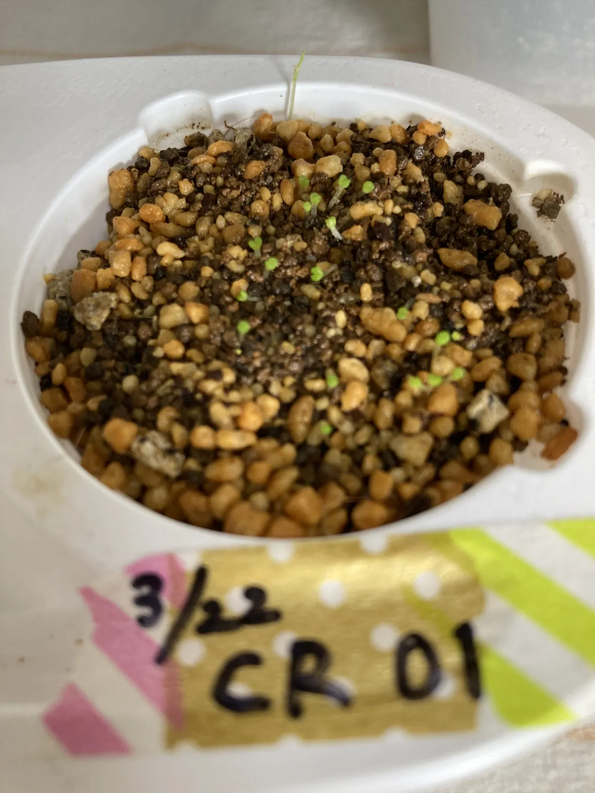 Crassula columnaris (クラッスラ コルムナリス)