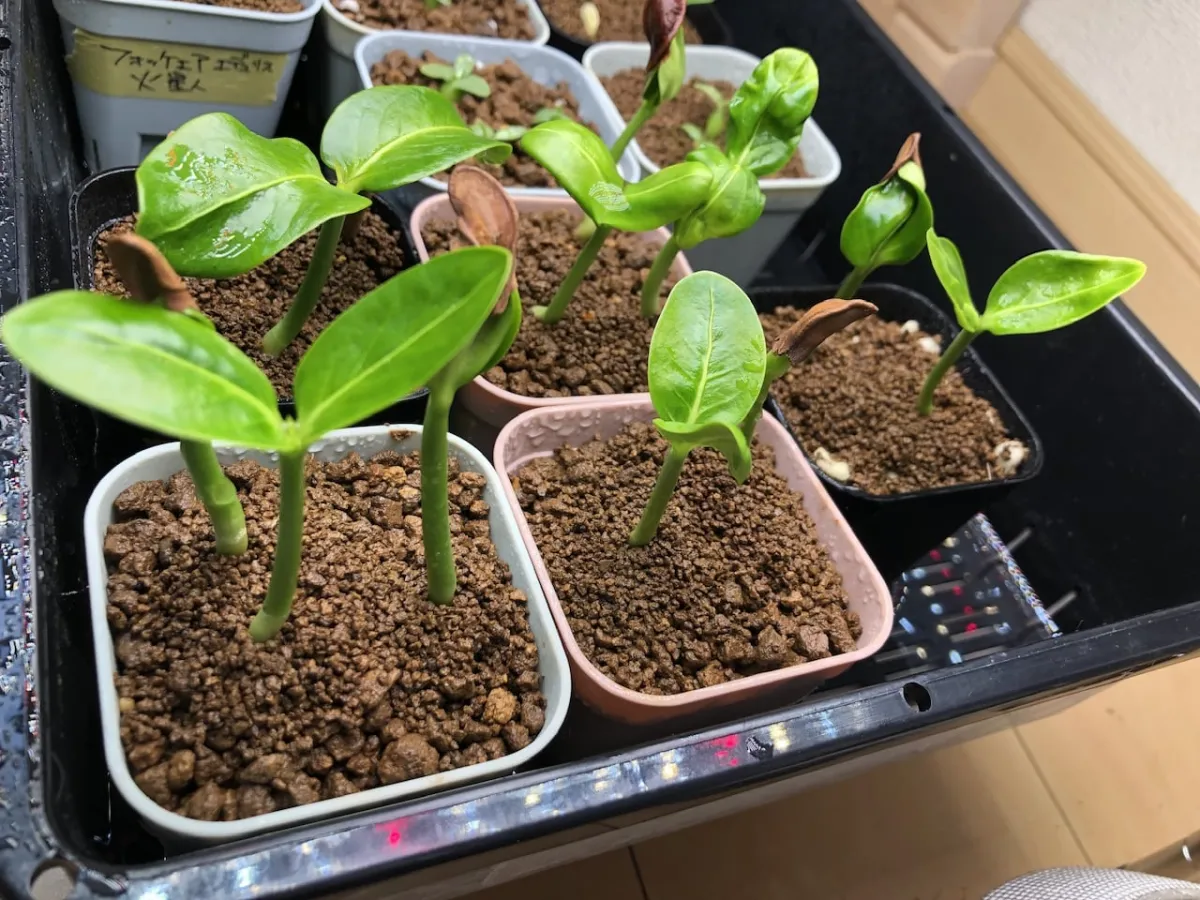 Pachypodium sofiense (パキポディウム ソフィエンセ)