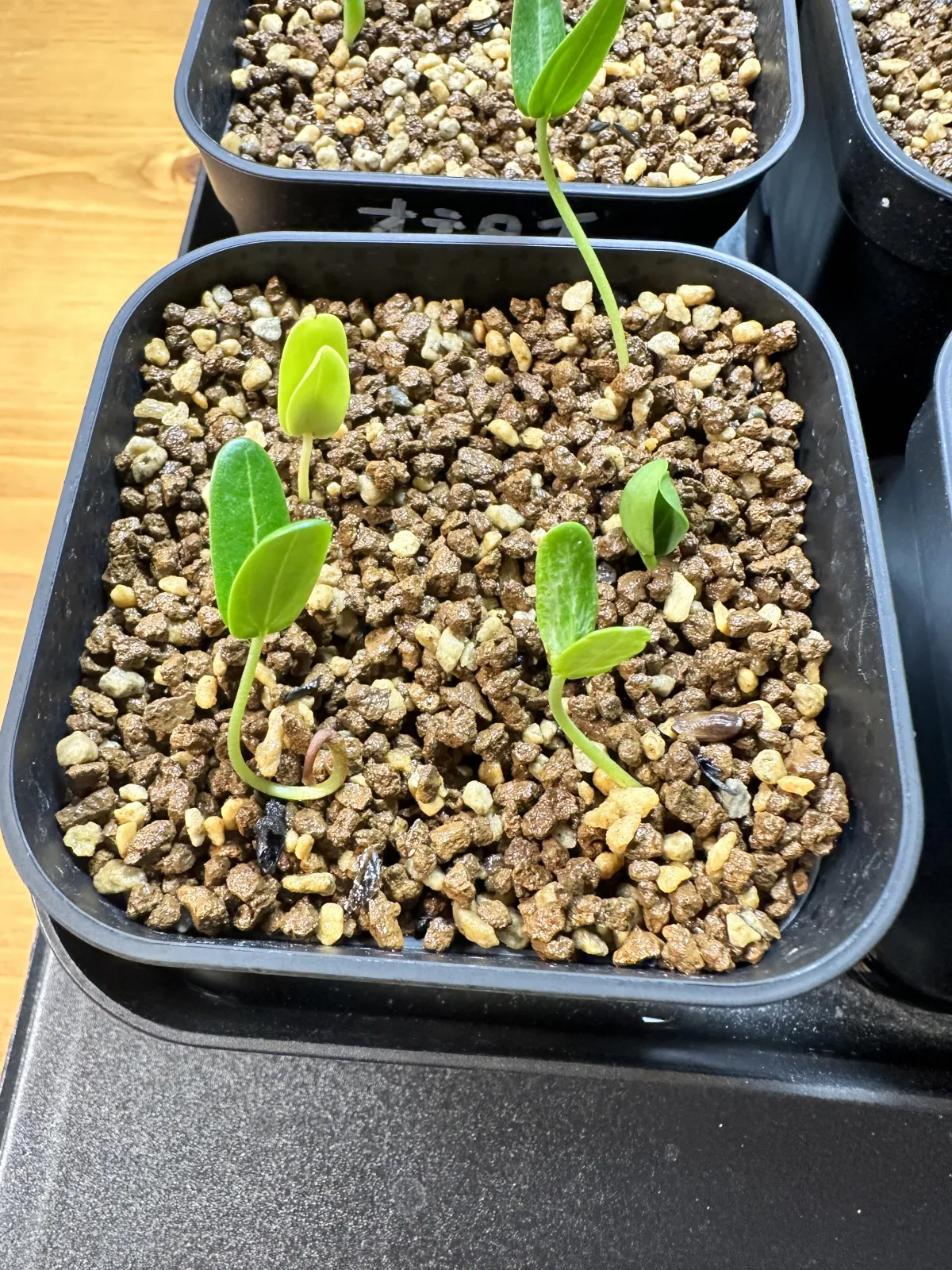 Senna meridionalis (センナ メリディオナリス)