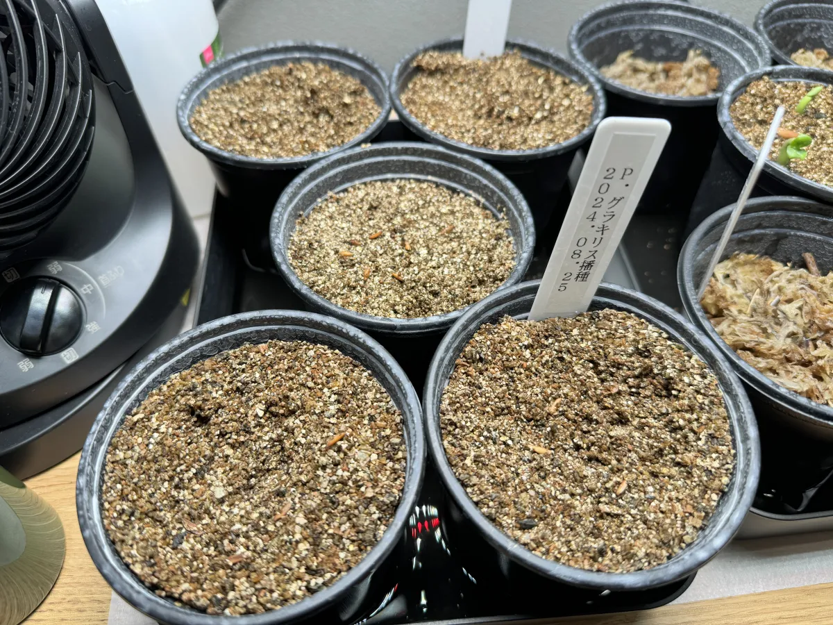 [無料種子] 発芽難 パキポディウム グラキリス　 Pachypodium rosulatum var. gracilius