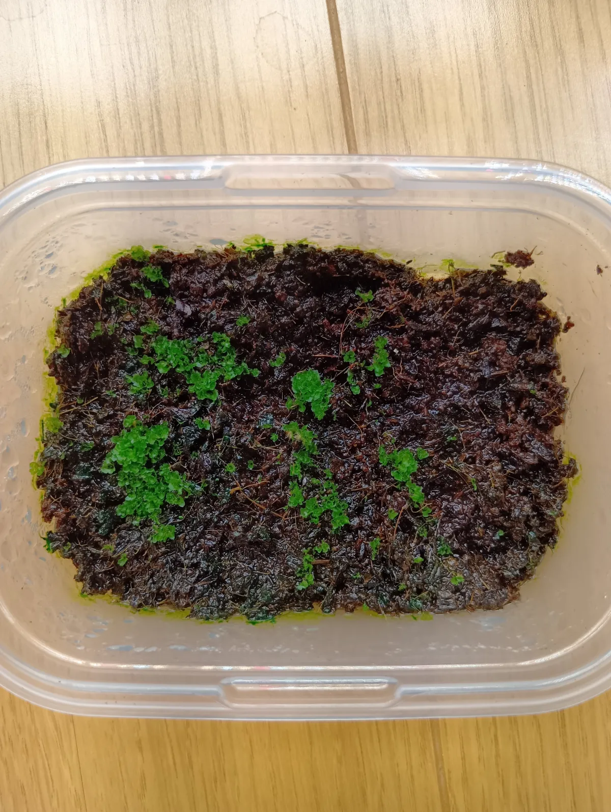 Platycerium ridleyi (ビカクシダ リドレイ)