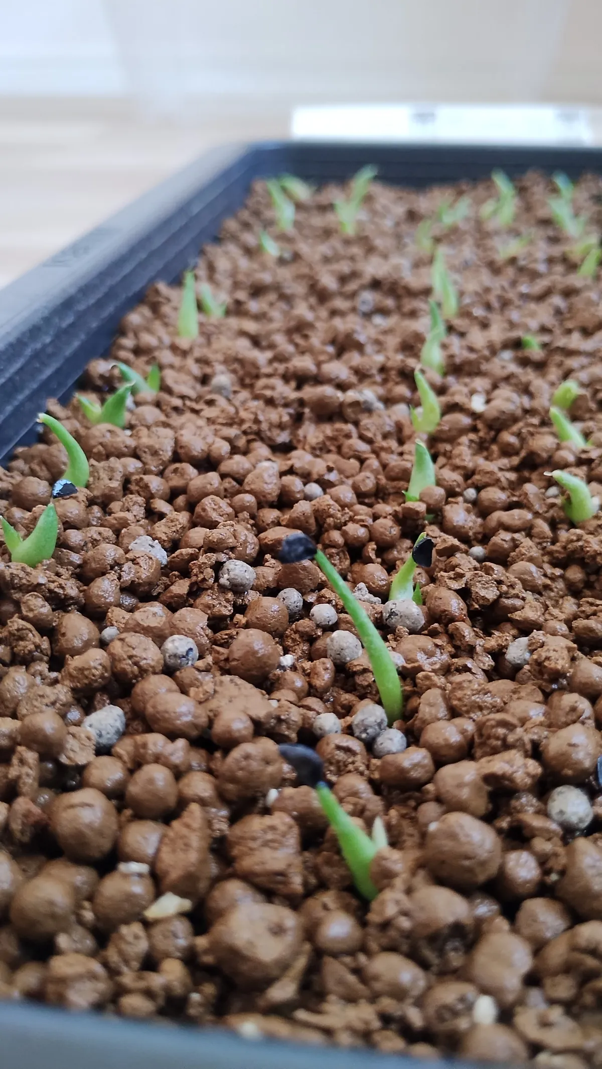 Agave oteroi (アガベ オテロイ)