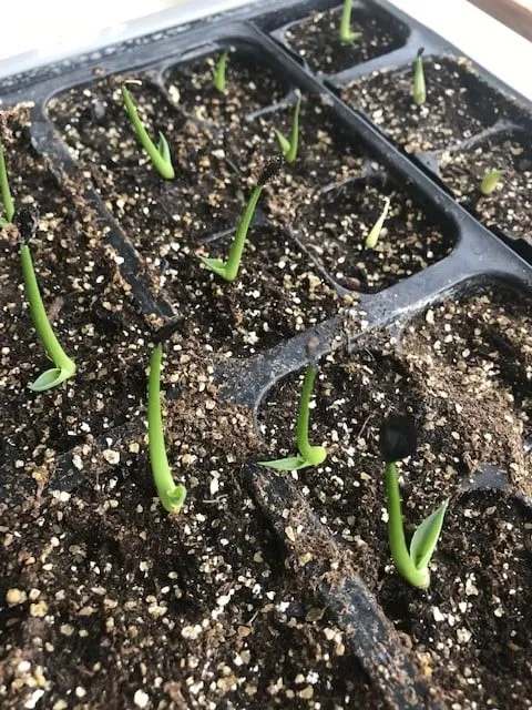 Agave gentryi La Escondida (アガベ ジェントリー ラ・エスコンディーダ)