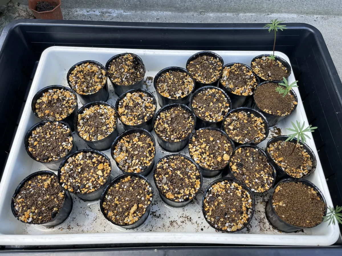 Bursera fagaroides (ブルセラ ファガロイデス)