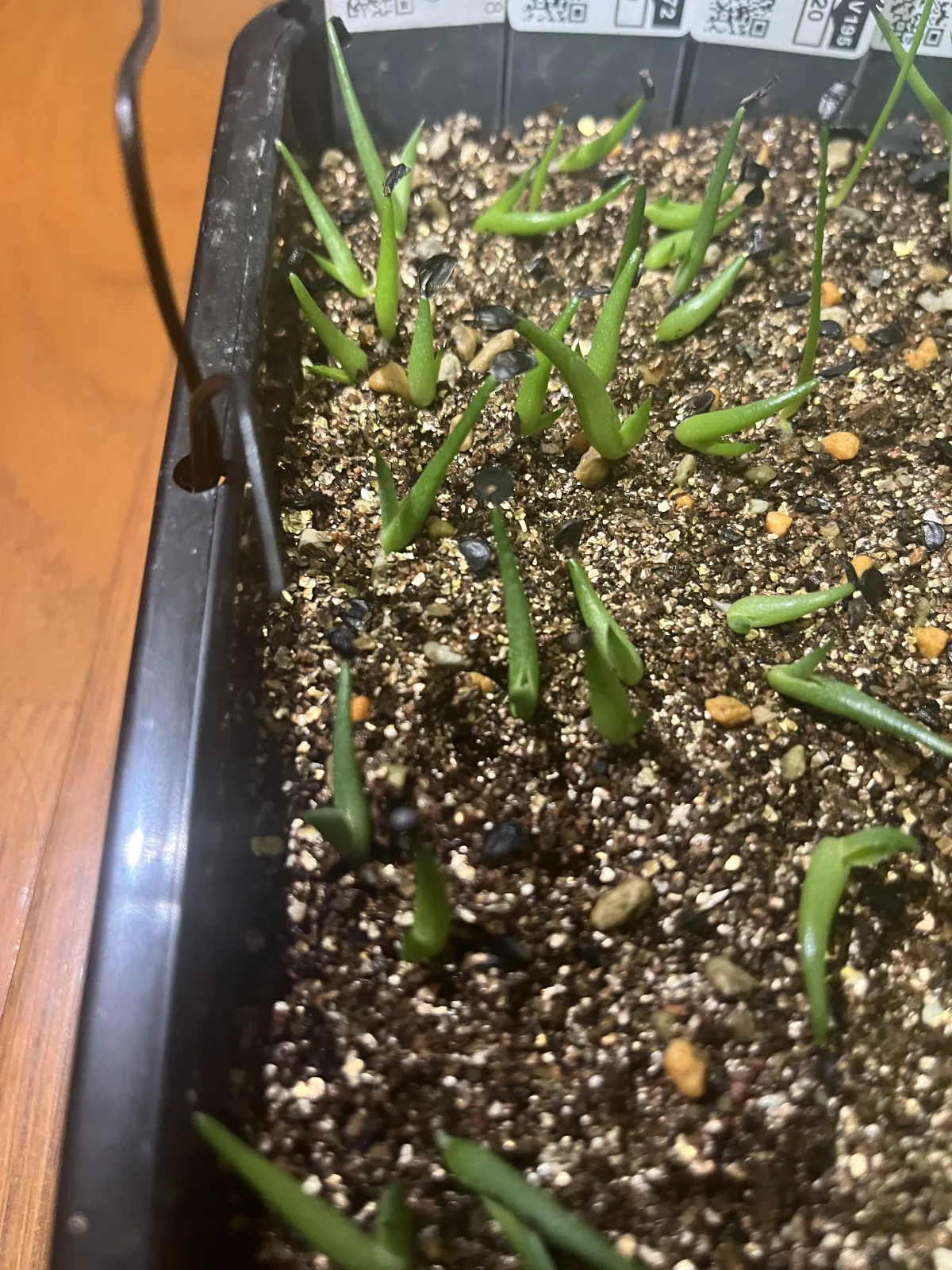 Agave triangularis (アガベ サブインテグラ)