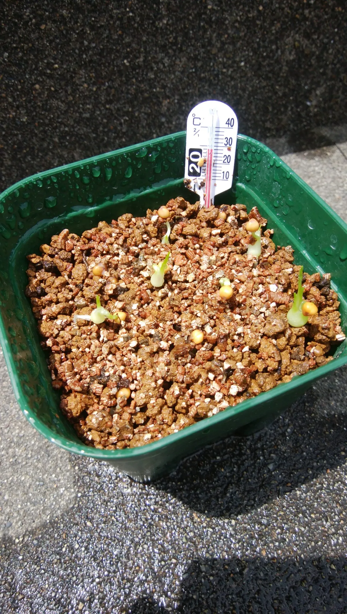 Beaucarnea gracilis (ボーカルネア グラキリス)