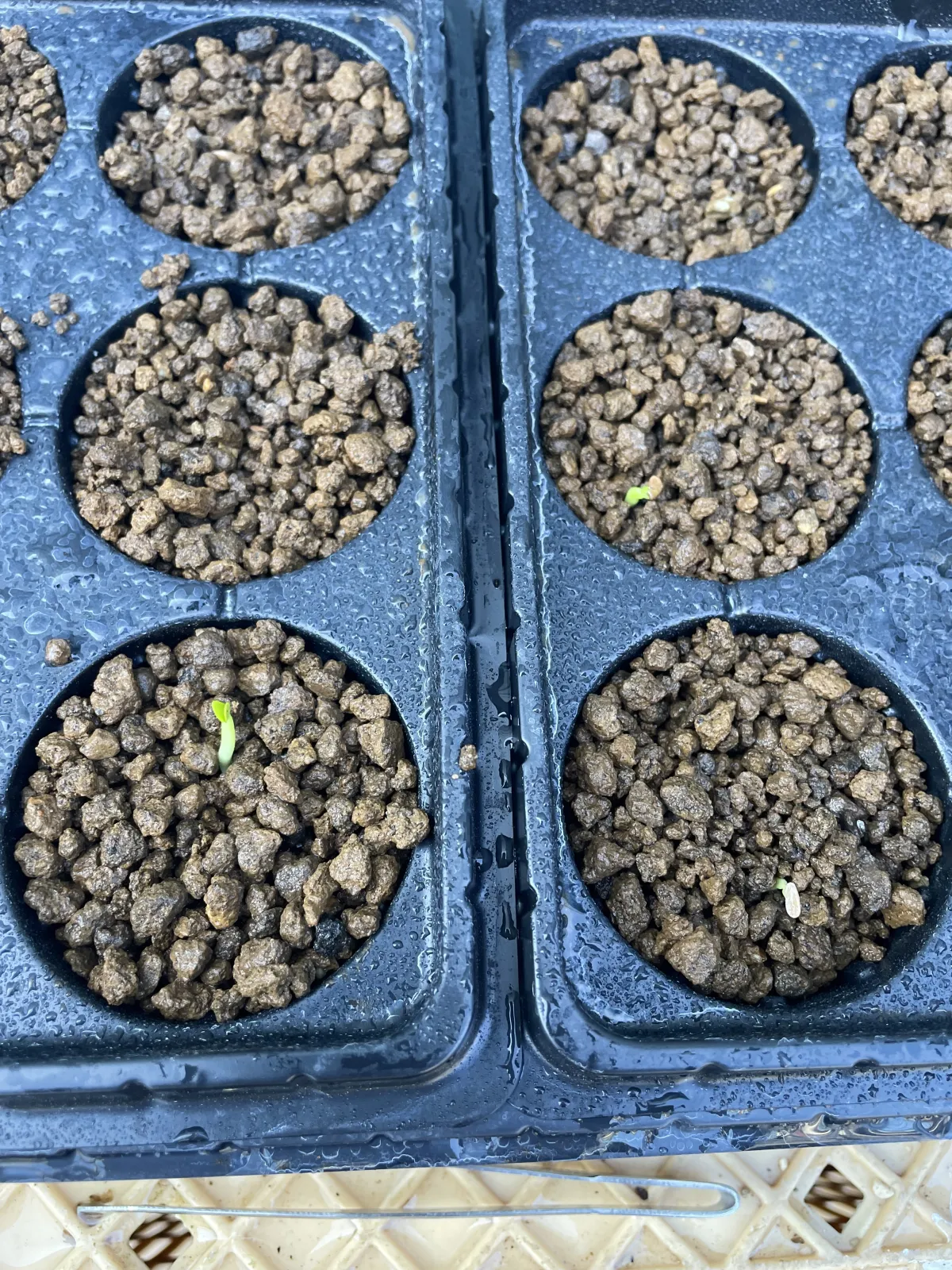 [無料種子] 発芽難 パキポディウム グラキリス　 Pachypodium rosulatum var. gracilius