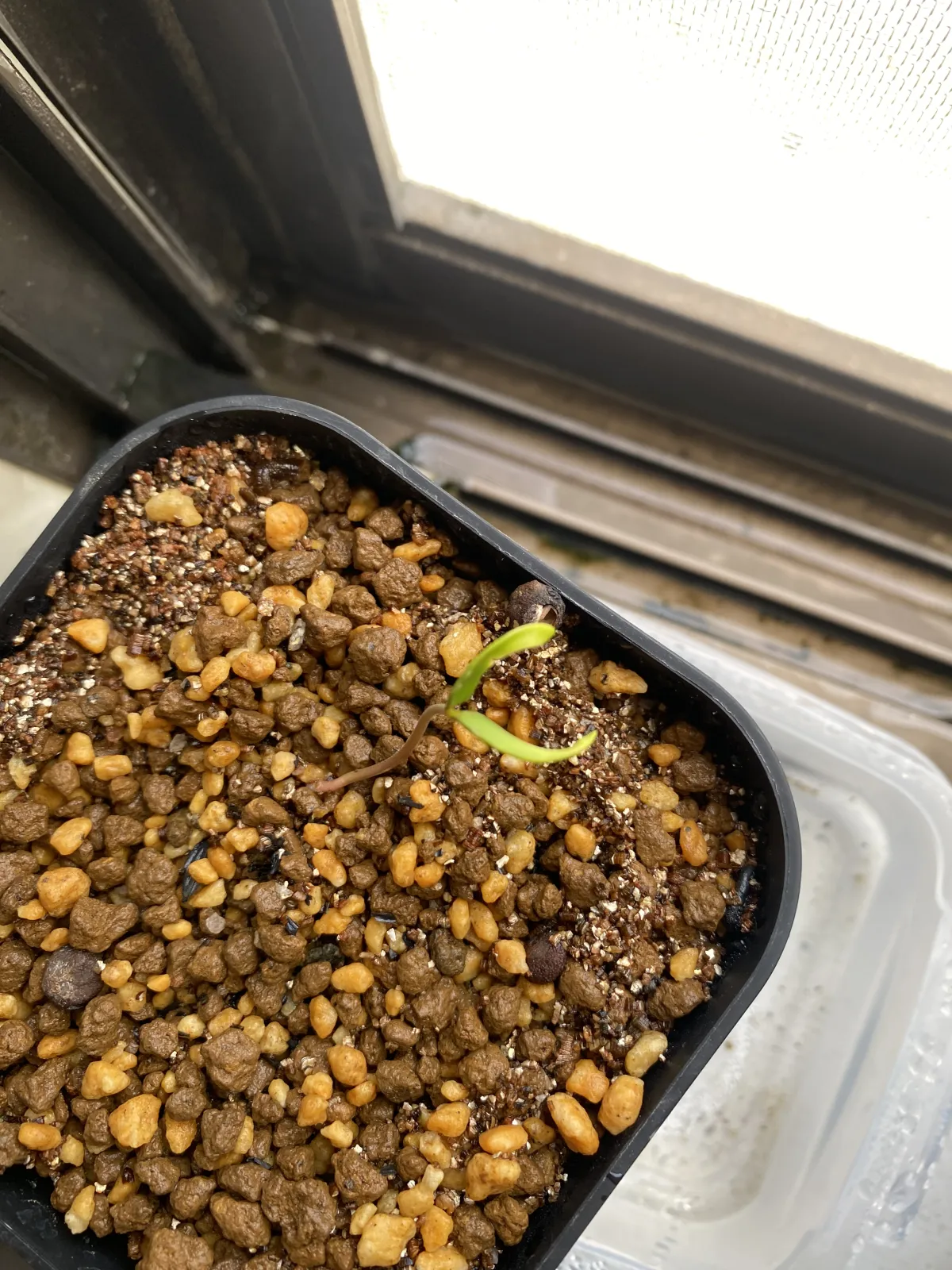 Operculicarya pachypus (オペルクリカリア パキプス)