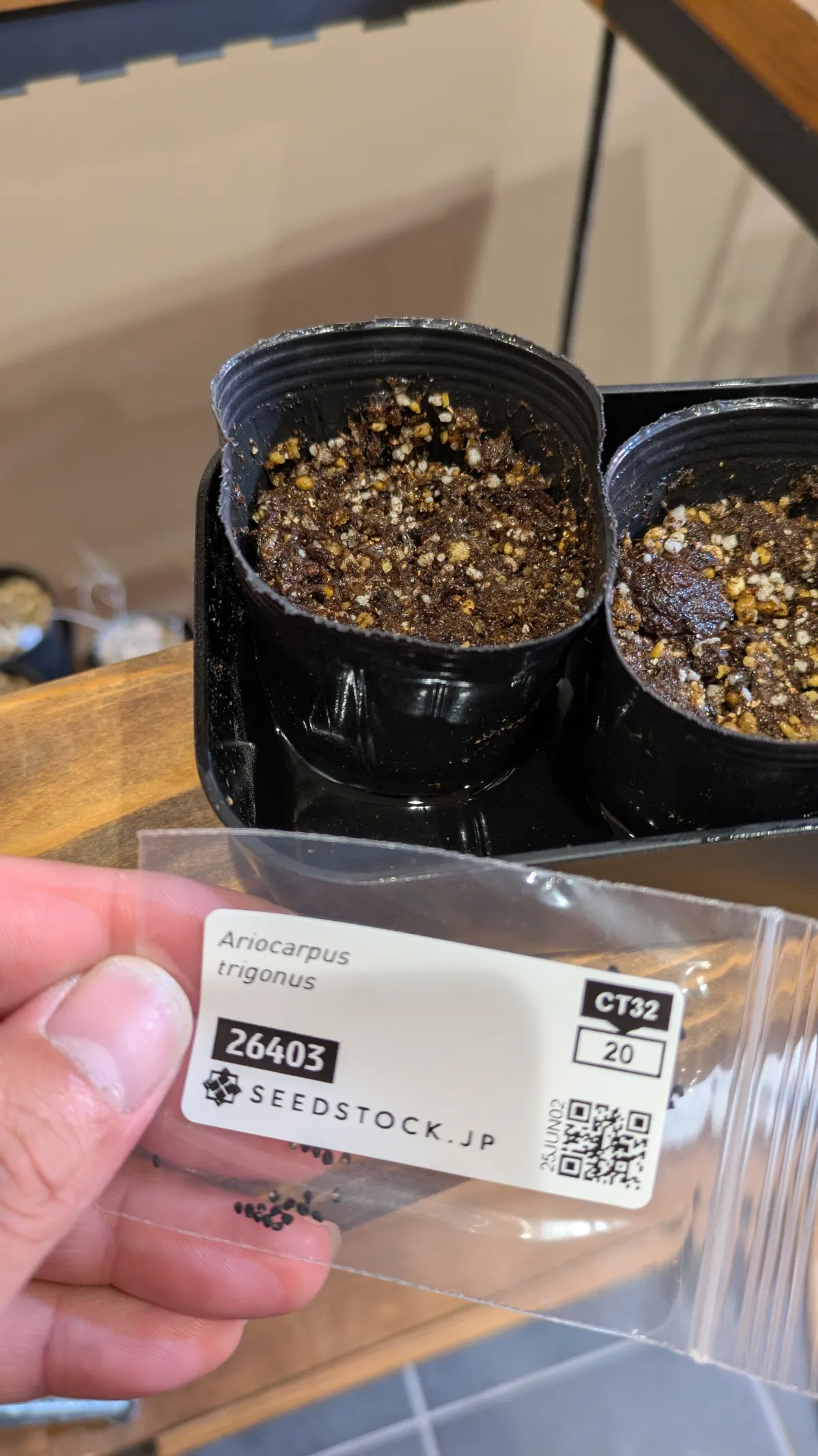 Ariocarpus trigonus (アリオカルプス トリゴナス 三角牡丹)