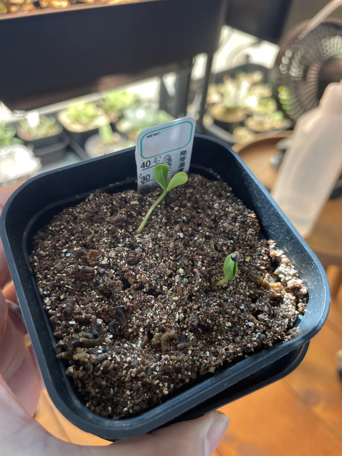 Senna meridionalis (センナ メリディオナリス)