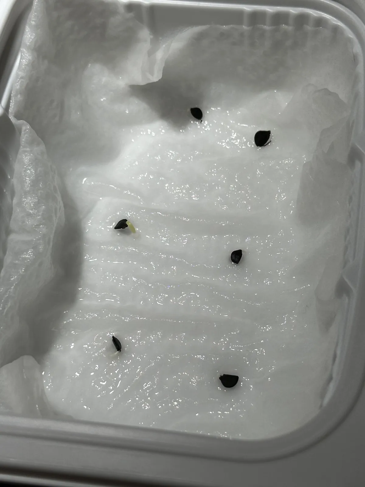 Agave oteroi (アガベ オテロイ)