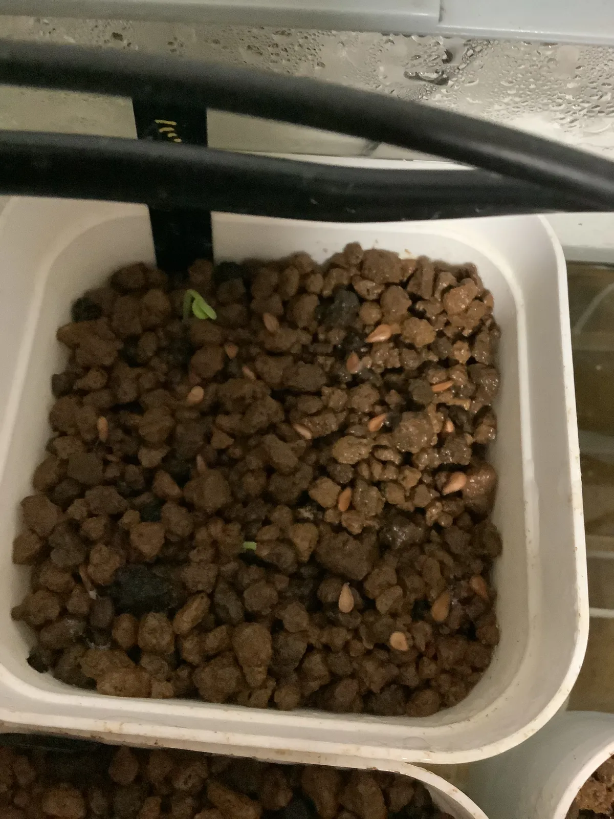 Pachypodium baronii (パキポディウム バロニー)